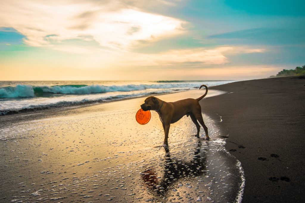 spiaggia libera cani pesaro