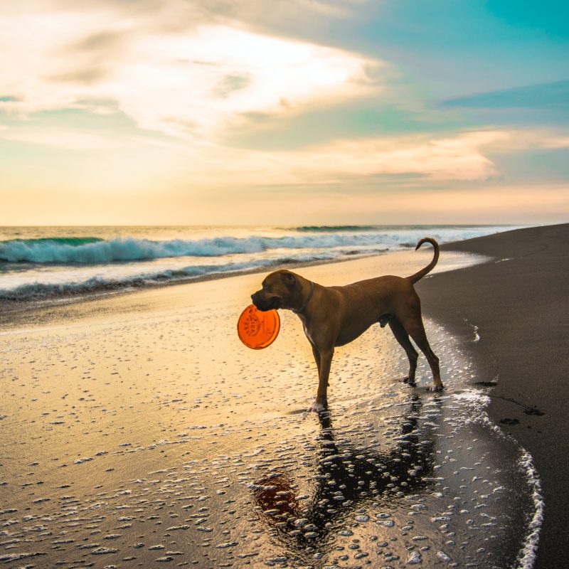 spiaggia libera cani pesaro